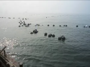 莱州湾扇贝养殖区海面现场